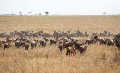 Naklejka na ściany i meble Great Wildebeest Herd