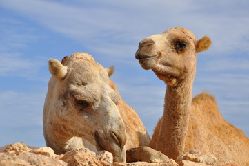 Two camels standing behind a wall of stone on Fuerteventura, Canary Isles, Spain.