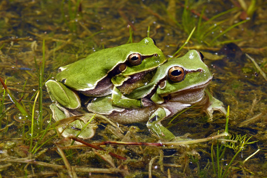 Europ&auml;ischer Laubfrosch / P&auml;rchen im Paarungsgriff  (Hyla arborea) - European tree frog 