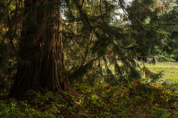 Autumn forest in Hampshire pine trees