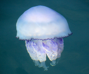 Rhizostoma pulmo jellyfish in the mediterranean sea