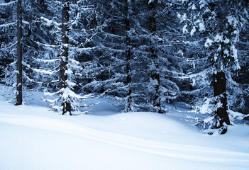 seasonal background snowy forest