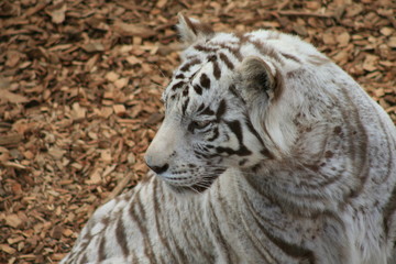 white tiger face