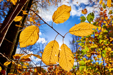 Herbstliche Buchenblätter im Gegenlicht