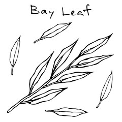 Fresh Green Bay Leave Branch. Twig with Leaves. Background with Aromatic Herb. Fresh Cooking Ingredient. Meat, Soup, Main Course Spice. Realistic Hand Drawn Illustration. Savoyar Doodle Style.