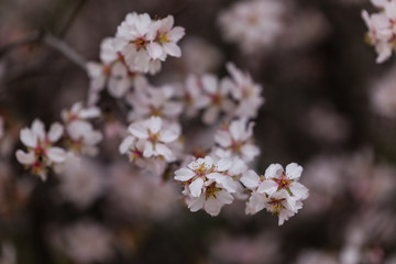 Almond and plum blossom in the parks of Madrid