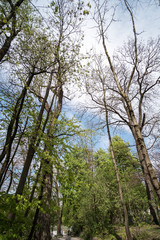 Fototapeta premium Branches of trees with blue sky, green natural background