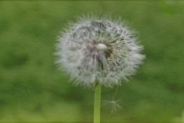 Dandelion