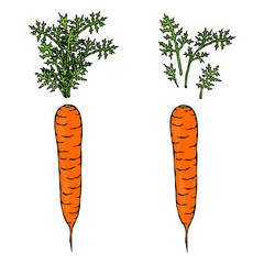Fresh Orange Carrots with Leaves. Ripe Vegetables. Carrots with Separated Tops. Vegetarian Cuisine. Salad Ingredient. Realistic Hand Drawn Illustration. Savoyar Doodle Style.