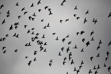Migration