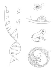 Biology. DNA, amoeba, snail, frog, human embrio. Drawing black and white vector illustration.