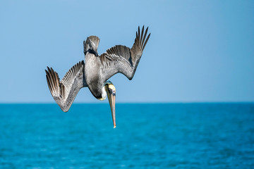 Brown Pelican - Diving