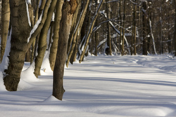 winter in forest 1