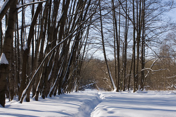 winter in forest 2