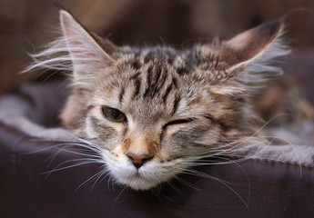 cat cats kot koty © Nadia