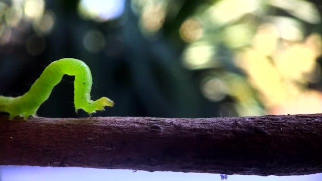 Macro inch worm in slow motion.