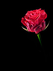 one bud red rose close up on black background