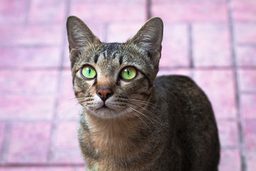 Street cat isolate on blackground,front view from the top, technical cost-up.