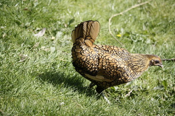 Poule