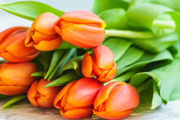 red tulip flowers on light colorful background.