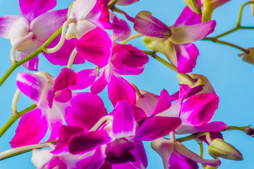 Purple orchid flower on  colorful blue background, studio shot.