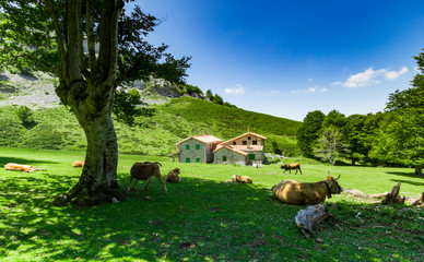 Cows on Monte Gorbea on a sunny day, Spain