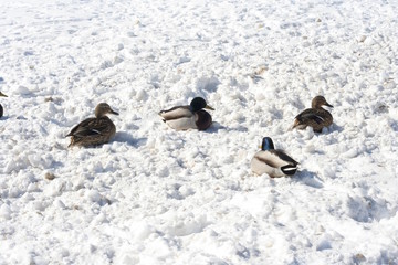 A flock of ducks