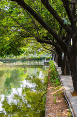 A moat with trees in Chiang Mai Thailand