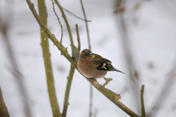 A male chaffinch is sitting on a branch with fluffed plumage on it