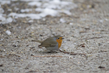 male robin sits in the snow