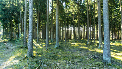 Waldlandschaft