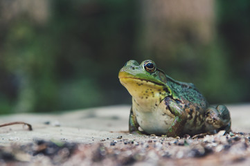 A very calm frog