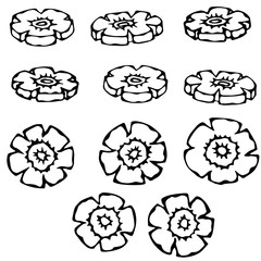 Carrot Figure Knife Cuts. Flower Shaped Slices of Carrots. Carved Cooking Ingredient, Vegetable Salad. Healthy Vegan Cuisine. Realistic Hand Drawn Illustration. Savoyar Doodle Style.