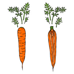 Fresh Orange Carrots with Leaves. Half of Carrot. Sliced Carrot. Ripe Vegetables. Carrots with Tops. Vegetarian Cuisine. Salad Ingredient. Realistic Hand Drawn Illustration. Savoyar Doodle Style.