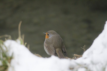 male robin sits in the snow