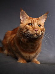 Male red solid maine coon cat with beautiful brushes on the ears with curious serious look on grey background. Closeup contast portrait.