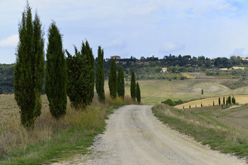 Fototapeta na wymiar Zypressen ( Cuppressus ) und Felder bei Terrapille, Pienza, Val´d Orcia, Toskana, Italien, Europa