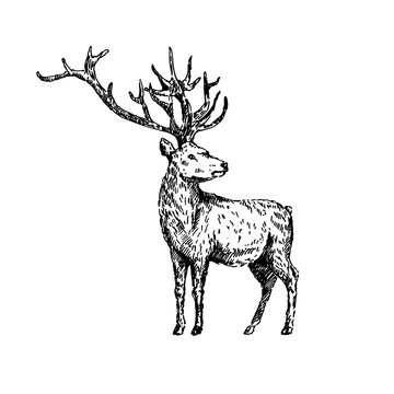 Hand drawn deer. Sketch, vector illustration.