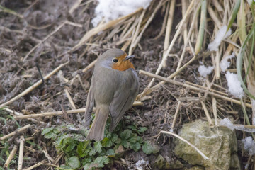male robin sits in the snow