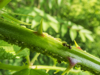Ant symbiosis with aphids