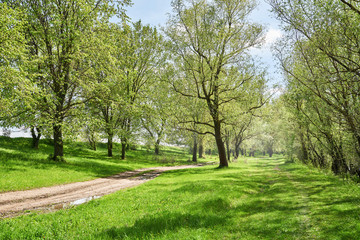 bright summer forest at sunny day, beautiful landscape, green grass and trees