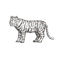 Hand drawn tiger. Sketch, vector illustration.