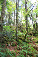 Fototapeta premium Arbres dans la forêt 