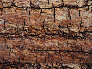 Brown bark of pine tree. Texture of a pine background, close-up. Trunk of wood, resin. Pinus, pinaceae