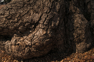 TREE texture background