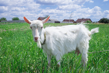 White adult goat grasses on green field at village countryside