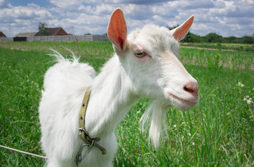 Obraz premium Close-up white goat grassing on green summer meadow at countryside