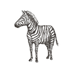 Hand drawn zebra. Sketch, vector illustration.