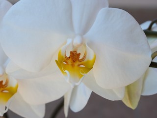 White orchid, close up
