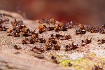 Termites in tropical rainforest, Borneo, Malaysia